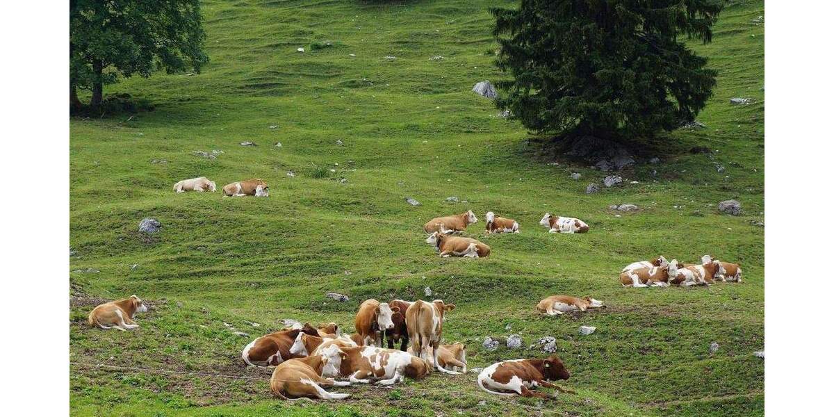 Gewerbeobjekt Schleching Ettenhausen - 2.650.000&euro; | Angebot:25948104