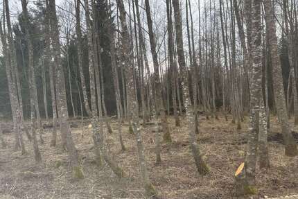 Grundstück Eggstätt - 43.000&euro; | Angebot:25511262