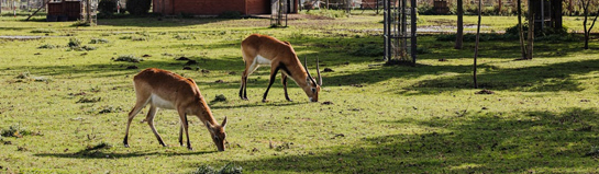 Wildfreizeitpark Oberreith Chiemgau Bayern Voralpen Berchtesgaden Route